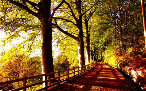 Forest Trail Wallpaper Free Nature Autumns Fire