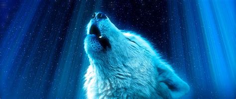 Download Wallpaper 2560x1080 Wolf Predator Howl White Blue Dual