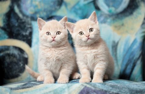 Два милых маленьких рыжих котенка обои для рабочего стола картинки фото