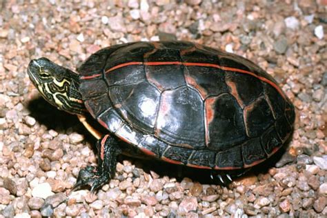 Turtles Tortoises And Terrapins Of Louisiana Hubpages