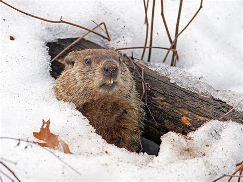 Groundhog Day: Survey finds 35% of employees say every workday is the