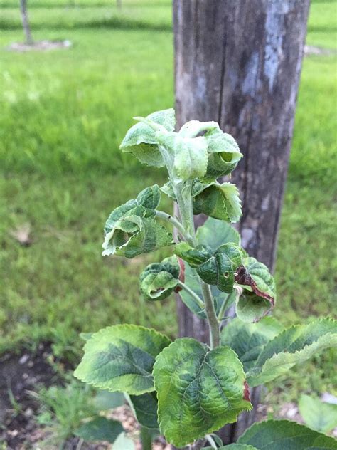 We did not find results for: Leaf curl on young Apple trees - General Fruit Growing ...
