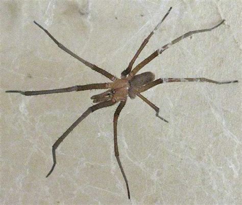 Southern House Spider Photos