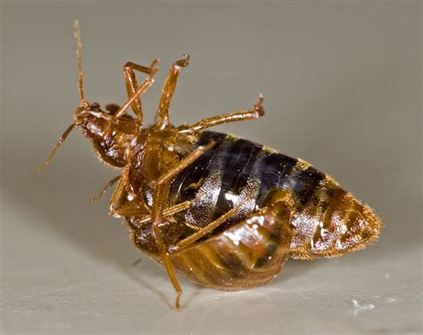 Scent Of Fear Keeps Male Bed Bugs From Mating With Each Other Wired