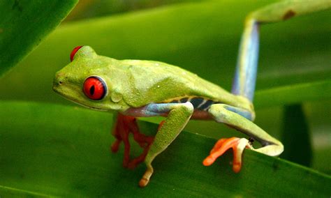 Тропическая лягушка маленький древолаз растит своих детенышей в пазухах