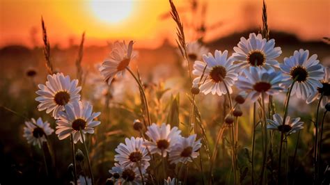 White Daisy Flowers During Sunset Hd Spring Wallpapers