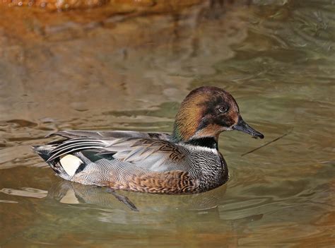 Pictures And Information On Falcated Duck