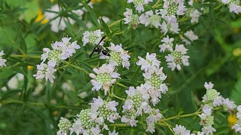 Pycnanthemum Virginianum Virginia Mountain Mint Growit Buildit