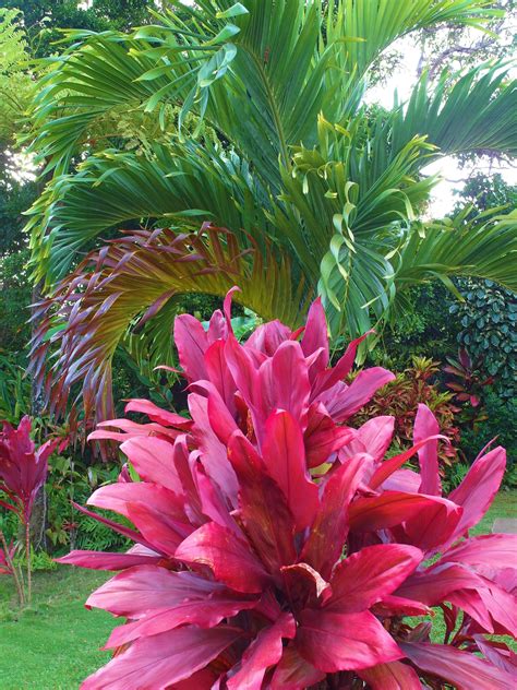 Beautiful Hawaiian Shrub Plants Hawaiian Plants Hawaiian Gardens