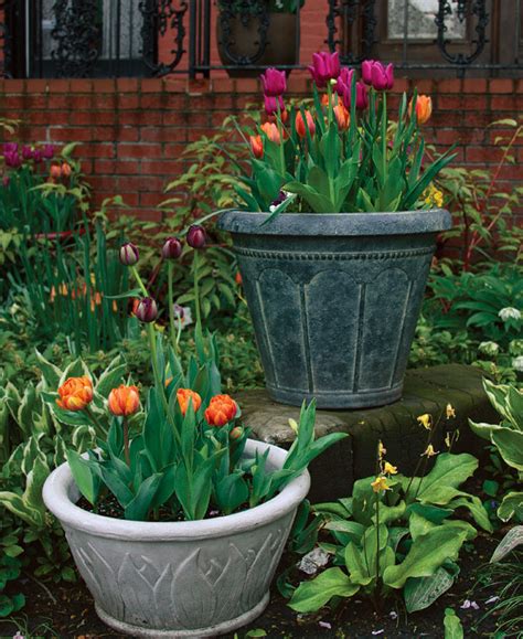 How To Plant Tulips In Pots Planting Tulips Planting Tulip Bulbs