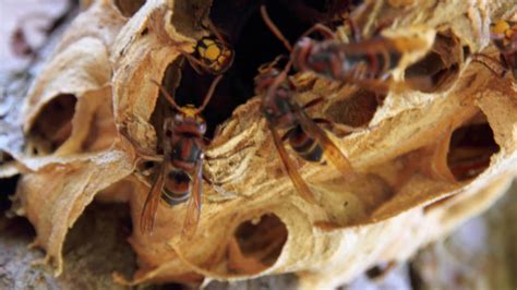 De hoornaar is namelijk familie van de. Hoornaar nest Brasschaat - YouTube