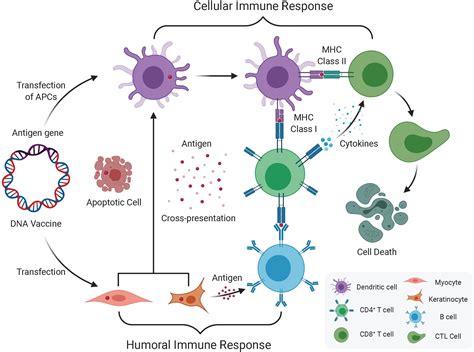 Frontiers | A Guide to Nucleic Acid Vaccines in the Prevention and