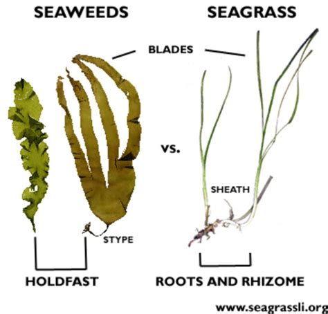 Instead, xylem and phloem are both distributed throughout the pith of the stem in discrete vascular therefore, these monocots do not produce true, botanical wood (concentric rings of xylem) (other types of spines can be extensions of the periderm, or even modified leaves, as in cactus spines. What is the difference between seaweed and seagrass? - Quora