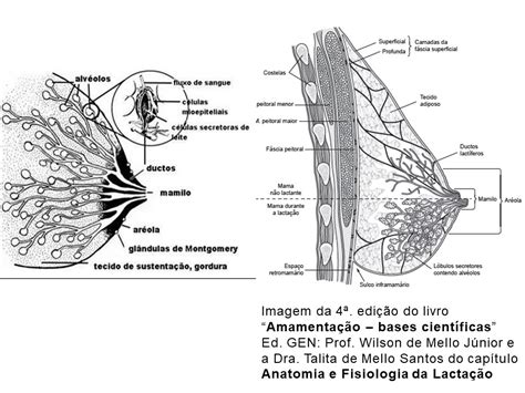 Anatomia E Fisiologia Das Mamas