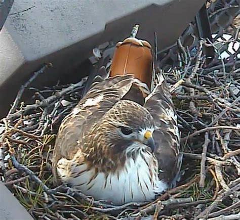 Lauras Birding Blog Cornell Labs Red Tailed Hawk Nest Cam