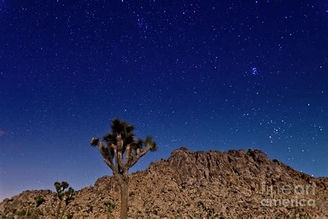 Mojave Desert Joshua Tree Under The Stars No 3 Photograph By B