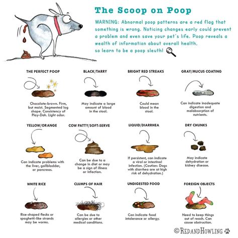 Call Your Vet If You See Any Changes In Your Dogs Poop Dog Training