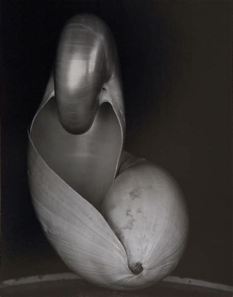 Edward Weston Edward Weston Still Life Photography Straight Photography