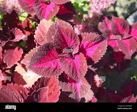 Colorful Coleus Blumei In The Garden Stock Photo Alamy