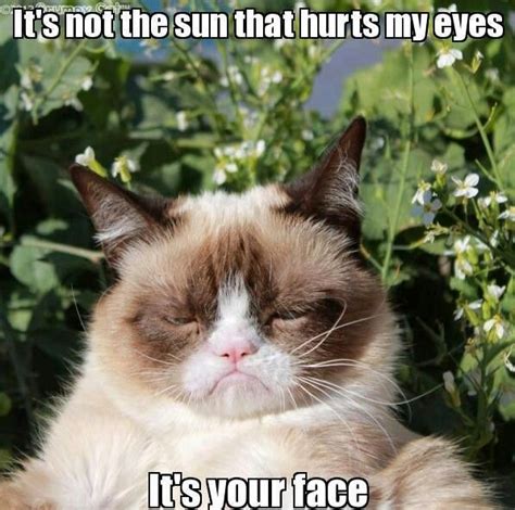 Bahaaaa Yes It Is Lmao This Cat Wrecks Me Funny Grumpy Cat Memes