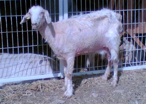 Hair Loss And Matted Skin Of The Goat Before Death Download