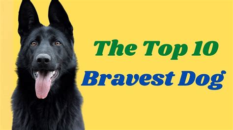 Top 10 Bravest Dog🐕 Breeds In The World Youtube