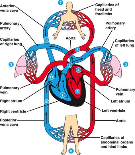 Image Result For Chart Of How Blood Flows Through Heart Human