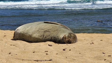 10 Amazing Hawaiian Monk Seal Facts Everyone Needs To Know About