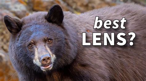 Best Wildlife Photography Lens For Beginners Sony Canon And Nikon