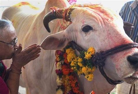 Por Qu Las Vacas Son Sagradas En La India