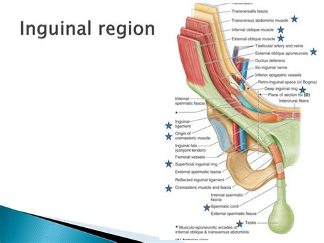 Ppt The Abdominal Wall And Inguinal Region Powerpoint Presentation