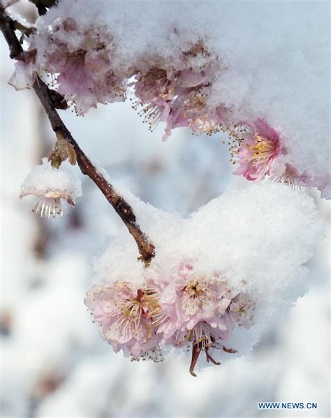 Snow Covered Cherry Blossoms Cn