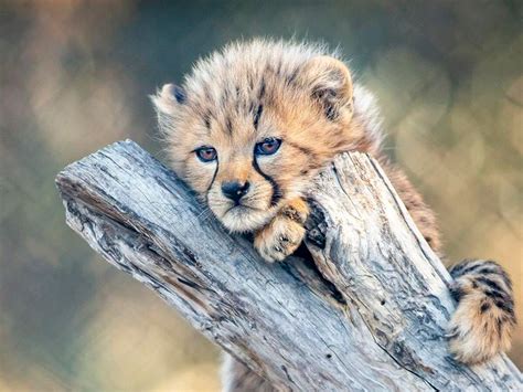 This Little Cheetah Cub Playing With Its Siblings Will Soothe You