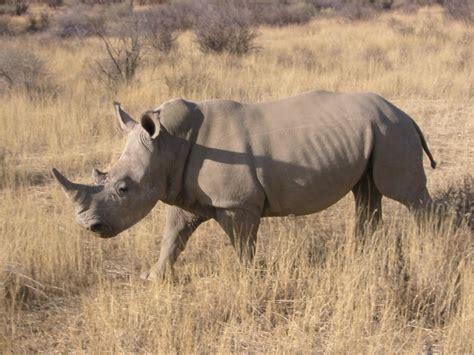 Rrc White Rhino Namibia
