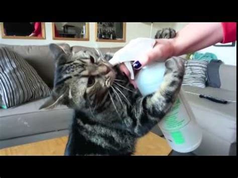 A wide variety of cat spray bottle options are available to you, such as industrial use, surface handling, and use. Cat Loves To Drink Water From Spray Bottle - YouTube