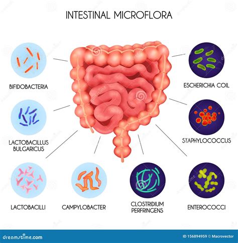 realistic human internal organs intestinal microflora bacteria infographic stock vector