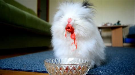 Rabbit Eating Strawberries And Cherries Cute Rabbit Eating Raspberries