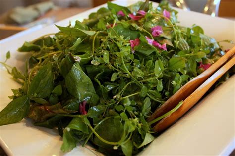 Foraging Dinner At Pas Awbury Arbouretum Salad Of Truly Wild Greens