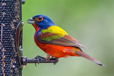 The Painted Bunting Americas Most Beautiful Bird Sib