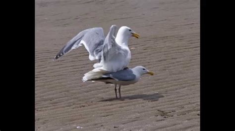 Seagulls Mating In Vancouver Youtube