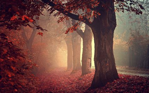 Sfondi Luce Del Sole Alberi Paesaggio Foresta Autunno Le Foglie