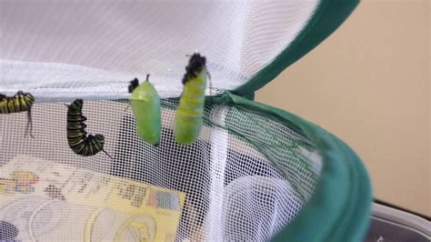 Monarch Caterpillar Pupa Stage Starting Youtube