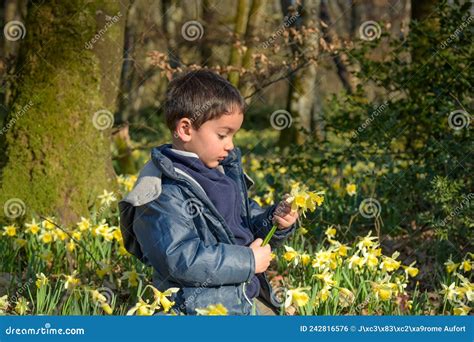 Young Boy Picking Daffodils In Forest Stock Photo Image Of Daffodil