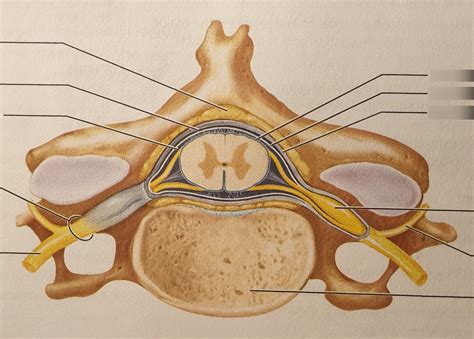 Cervical Spinal Cord Cross Section Superior View Diagram Quizlet