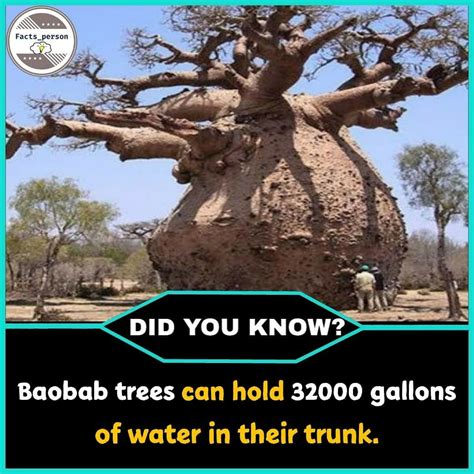 Baobabs Trees Can Hold Gallons Of Water In Their Trunk Baobab