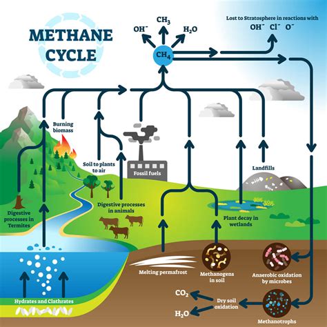 How Methanogenic Archaea Contribute To Climate Change