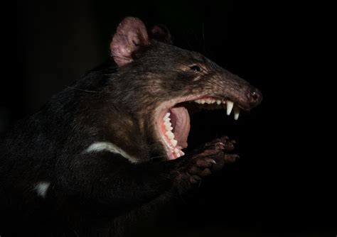Tasmanian Devil Sean Crane Photography