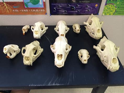 Carnivore Skull Identification
