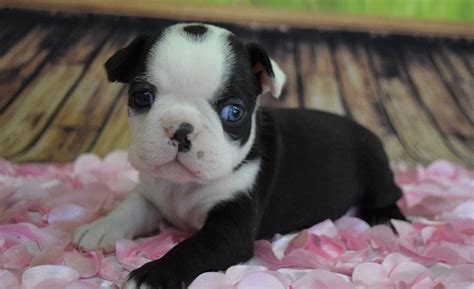 Funny boston terrier terrier dogs, funny puppy videos, funny dog, cute boston terrier, and many more boston terrier puppies in this dog's video. Boston Terrier Puppies For Sale | Greensboro, NC #291516