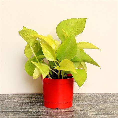 Different Types Of Money Plants Residence Style